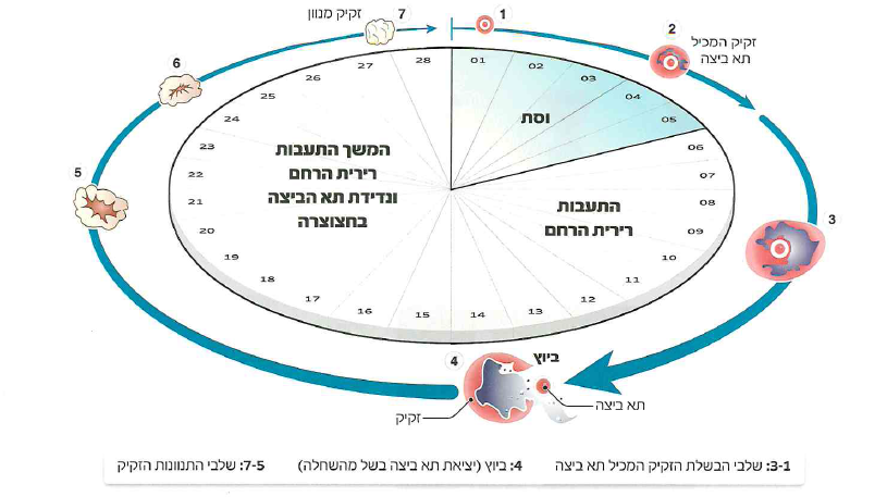 (בספר איור)